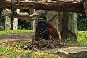 ORANGUTAN-2019-02